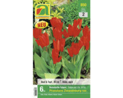 Blumenzwiebel Botanische Tulpe 'Johann Strauß' 6 Stk