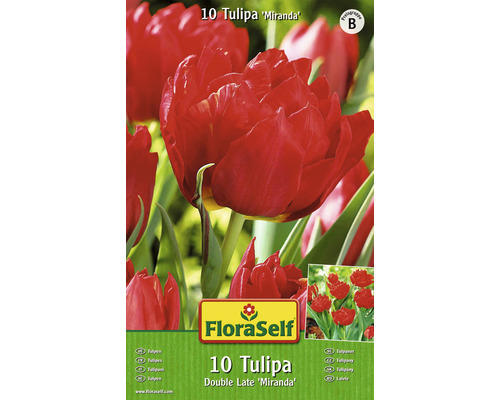 Blumenzwiebel FloraSelf Tulpe Double Early 'Miranda' 10 Stk