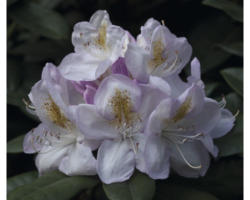 Alpenrose Rhododendron x Hybride 'Gomer Waterer' H 40-50 cm Co 7,5 L