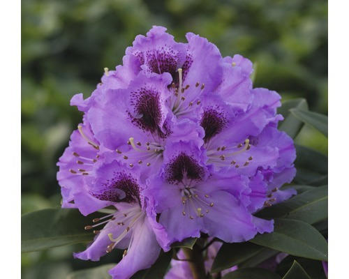 Alpenrose Rhododendron x Hybride 'Pfauenauge' ® H 30-40 cm Co 7,5 L