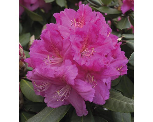 Alpenrose Rhododendron x Hybride 'Caruso' ® H 35-45 cm Co 7,5 L
