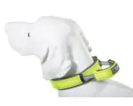 Hornbach Halsband ArmoredTech Dog Control Gr. XL 51 - 60 cm neon grün