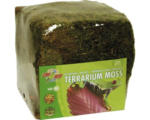 Hornbach Bodengrund ZOO MED Terrarium Moss Minibale 5,62 l