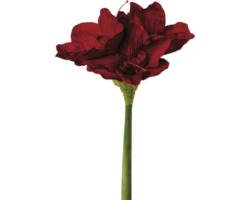 Kunstpflanze Amaryllis Höhe: 66 cm dunkelrot