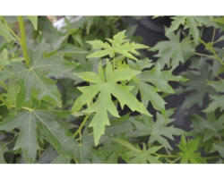 Amberbaum FloraSelf Liquidambar styraciflua 'Worplesdon' H 60-80 cm Co 6 L