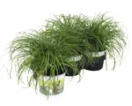 Hornbach 3 x Katzengras 'Zumula' PetSnack Cyperus alternifolius 'Zumula' H 15-25 cm Ø 12 cm Topf für Vögel, Nager, Reptilien und Katze
