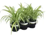 Hornbach 3 x Grünlilie PetSnack Chlorophytum comosum H 20-25 cm Ø 12 cm Topf für Vögel, Nager, Reptilien und Katze
