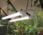 Hornbach Pflanzenlampe Palram - Canopia Brighton LED-Wachstumslicht höhenverstellbar
