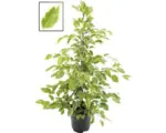 Hornbach Birkenfeige, Benjamin-Feige FloraSelf Ficus benjamina ''Golden King' H 100-110 cm Ø 21 cm Topf