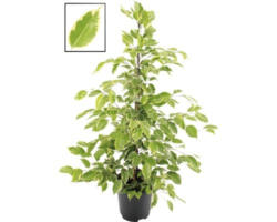 Birkenfeige, Benjamin-Feige FloraSelf Ficus benjamina ''Golden King' H 100-110 cm Ø 21 cm Topf