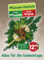 Pflanzen Hanisch Pflanzen Hanisch: beste Pflanzen. beste Preise - bis 18.11.2023