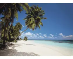 Fototapete Palmenstrand 388x270 cm