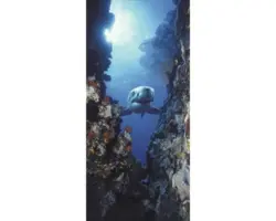 Fototapete Hai 97x220 cm