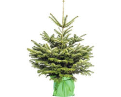Nordmanntanne 100 - 125 cm, getopfter Weihnachtsbaum