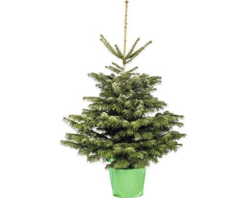 Nordmanntanne 125 - 150 cm, getopfter Weihnachtsbaum