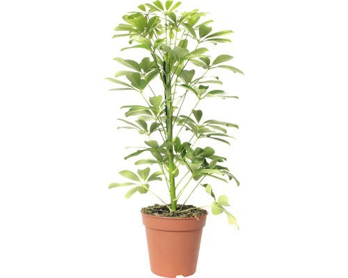 Strahlenaralie FloraSelf Schefflera arboricola 'Nora' H 45-55 cm Ø 13 cm Topf