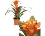 Hornbach Bromelie FloraSelf Guzmania x Hybride 'Fiero Orange' H 35-45 cm Ø 12 cm Topf