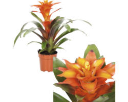 Bromelie FloraSelf Guzmania x Hybride 'Fiero Orange' H 35-45 cm Ø 12 cm Topf