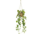 Hornbach Kokodama-Ampel Scindapsus FloraSelf H ca. 30 cm Ø 17 cm Topf
