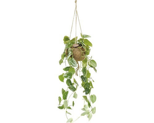 Kokodama-Ampel Scindapsus FloraSelf H ca. 30 cm Ø 17 cm Topf