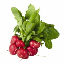 Ja! Nat&uuml;rlich Radieschen Bund