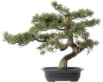 Hornbach Kunstpflanze Bonsai Zeder Höhe: 40 cm grün