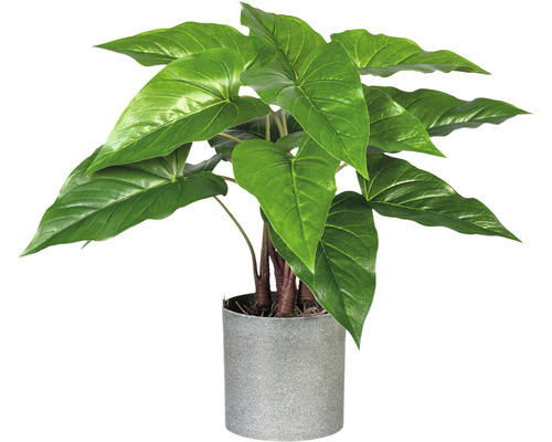 Kunstpflanze Anthurium Höhe: 40 cm grün