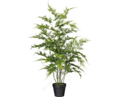 Kunstpflanze Asparagus Farn Höhe: 80 cm grün