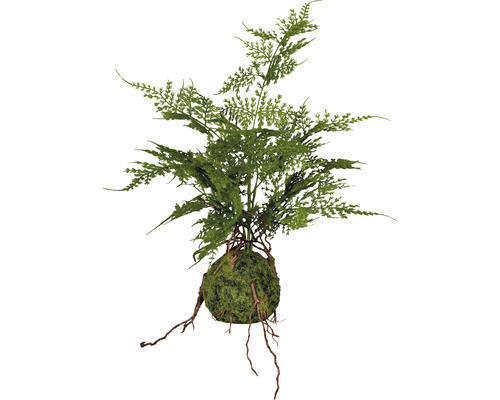 Kunstpflanze Asparagus Farn Höhe: 40 cm grün
