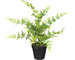 Hornbach Kunstpflanze Japanischer Farn Höhe: 40 cm grün