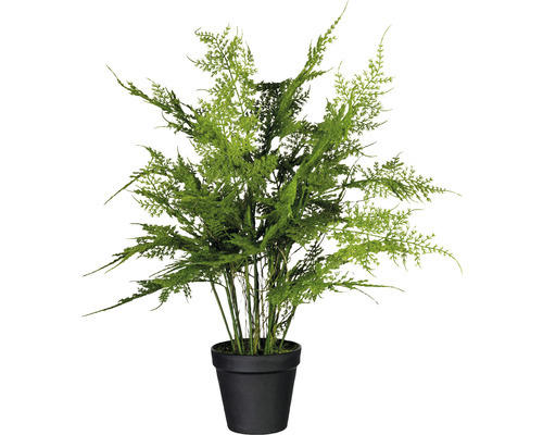 Kunstpflanze Asparagus Farn im Topf Höhe: 40 cm grün