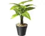 Hornbach Kunstpflanze Aloscasia Zebrina Höhe: 30 cm grün