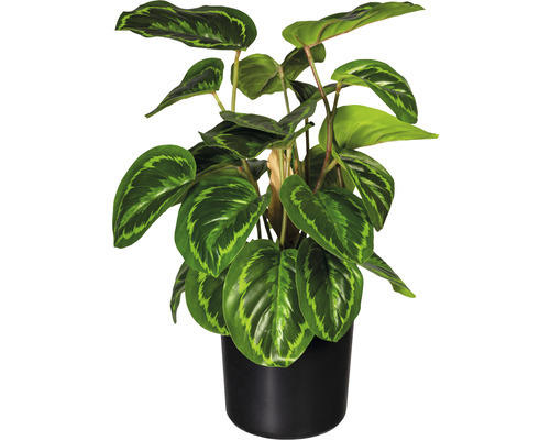 Kunstpflanze Maranta Höhe: 45 cm grün
