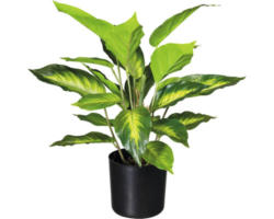 Kunstpflanze Dieffenbachia Höhe: 45 cm grün