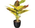 Hornbach Kunstpflanze Croton Höhe: 35 cm grün