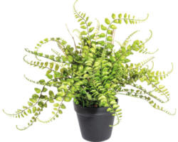 Kunstpflanze Blattfarnbusch Höhe: 40 cm grün