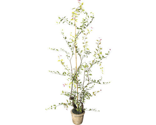 Kunstpflanze Lonicera Japonica Höhe: 125 cm grün
