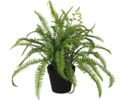Kunstpflanze Naphrolepisfarn Höhe: 43 cm grün