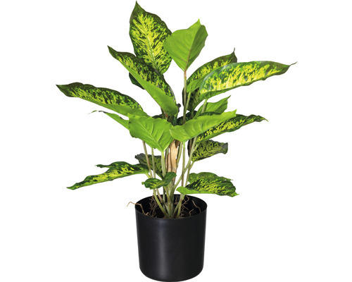Kunstpflanze Dieffenbachia Höhe: 45 cm gemustert grün