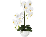 Hornbach Kunstpflanze Phalaenopsis Höhe: 52 cm weiß