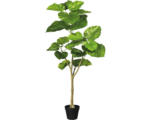 Hornbach Kunstpflanze Ficus Umbellata Höhe: 125 cm grün