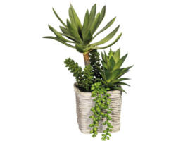 Kunstpflanze Sukkulantenarrangem Höhe: 30 cm grün