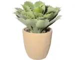 Hornbach Kunstpflanze Echeveria Höhe: 30 cm grün