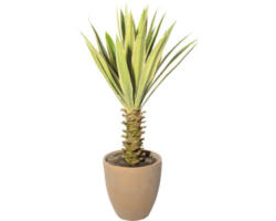 Kunstpflanze Yucca Höhe: 75 cm grün