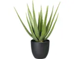 Hornbach Kunstpflanze Aloe Höhe: 55 cm grün