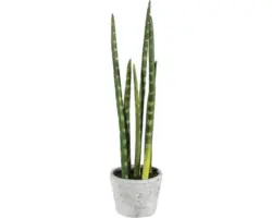 Kunstpflanze Sanserveria Höhe: 40 cm grün