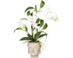 Hornbach Kunstpflanze Orchideen Bambus Höhe: 60 cm weiß