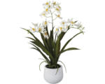 Hornbach Kunstpflanze Gambia Orchidee Höhe: 50 cm weiß