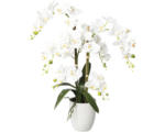 Hornbach Kunstpflanze Phalenopsis Höhe: 67 cm weiß