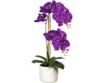 Hornbach Kunstpflanze Phalenopsis Höhe: 60 cm lila